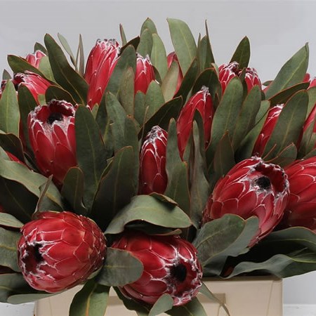 Protea Sheila 40cm | Wholesale Dutch Flowers & Florist Supplies UK