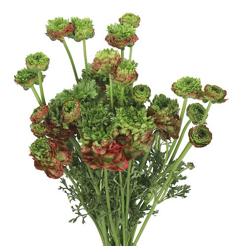 RANUNCULUS CROWN BASTILLE EX 50cm | Wholesale Dutch Flowers & Florist ...