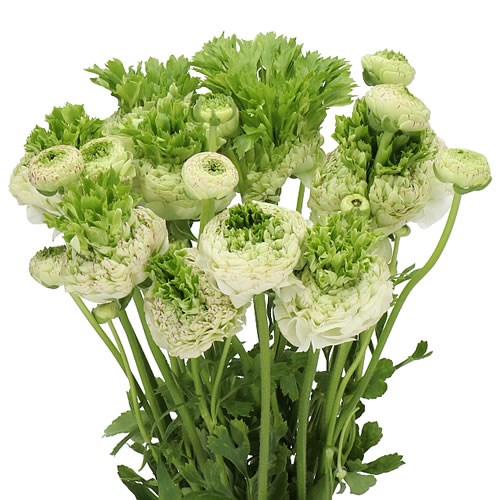 RANUNCULUS CROWN GIVERNY EX 50cm | Wholesale Dutch Flowers & Florist ...