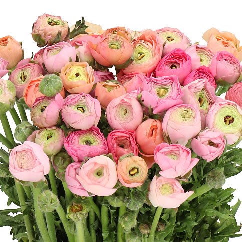 Ranunculus Elegance Pastel Cm Wholesale Dutch Flowers Florist Supplies Uk