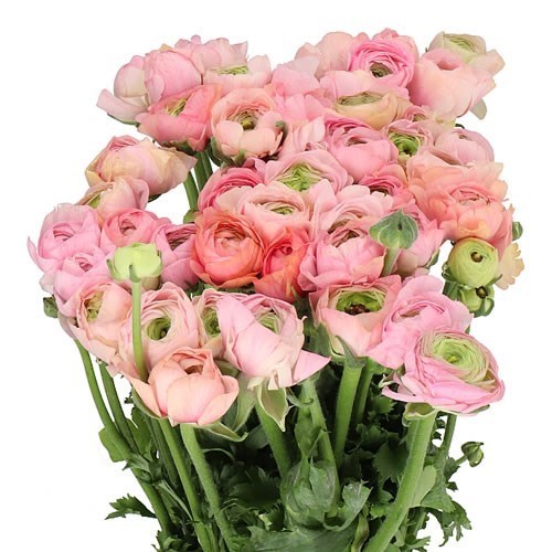 RANUNCULUS ELEGANCE PASTEL PINK 45cm | Wholesale Dutch Flowers ...