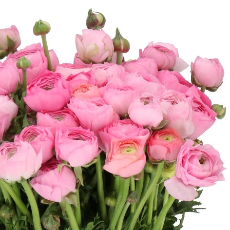 Ranunculus Elegance Pink Cm Wholesale Dutch Flowers Florist Supplies Uk