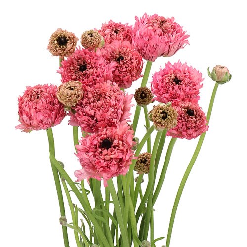 RANUNCULUS POODLE RAMLIA EX 70cm | Wholesale Dutch Flowers & Florist ...