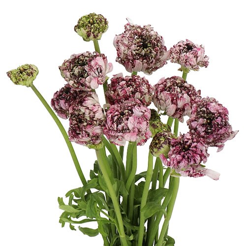 RANUNCULUS POODLE SETI EX 50cm | Wholesale Dutch Flowers & Florist ...