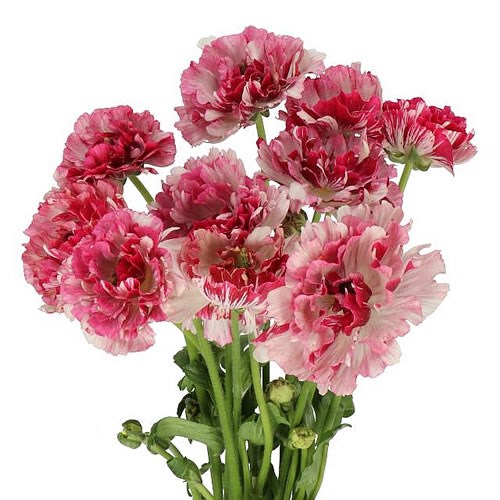 RANUNCULUS ROMANCE CESAR EX 40cm | Wholesale Dutch Flowers & Florist ...