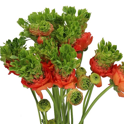 RANUNCULUS ROMANCE CROWN NERVION EX 50cm | Wholesale Dutch Flowers ...