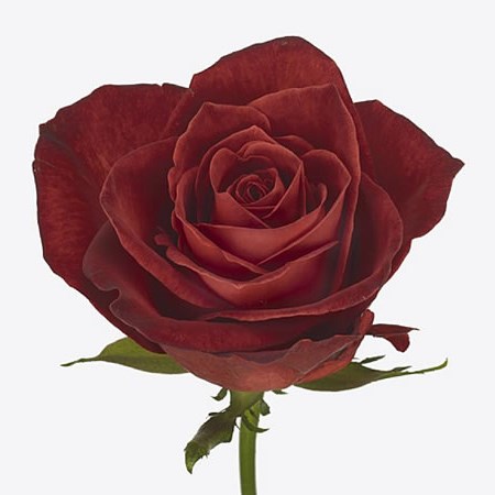 ROSE CAFE DEL MAR 50cm | Wholesale Dutch Flowers & Florist Supplies UK