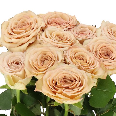 Rose Bailey Cm Wholesale Dutch Flowers Florist Supplies Uk