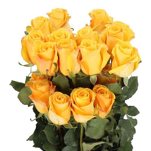 ROSE BUMBLEBEE (ECUADOR LARGE HEADS) 50cm | Wholesale Dutch Flowers ...