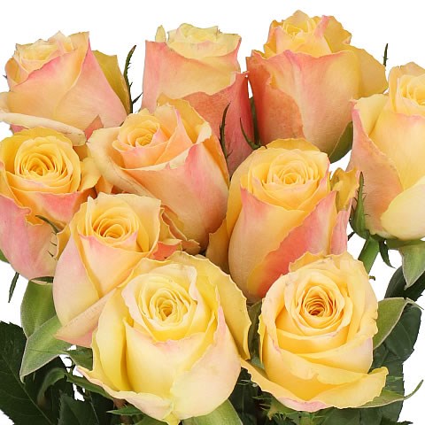 ROSE CREMOSA 50cm | Wholesale Dutch Flowers & Florist Supplies UK
