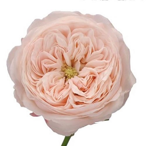 ROSE MANSFIELD PARK 50cm | Wholesale Dutch Flowers & Florist Supplies UK