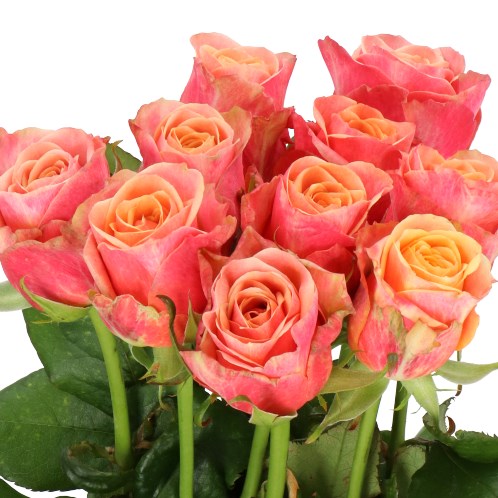 ROSE MARIOLA 60cm | Wholesale Dutch Flowers & Florist Supplies UK