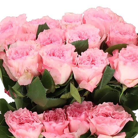 Rose Mayra S Pink Ecuador Large Heads Cm Wholesale Dutch Flowers Florist Supplies Uk