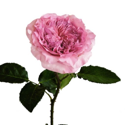 Garden ROSE MILLICENT - DAVID AUSTIN 50cm | Wholesale Dutch Flowers ...