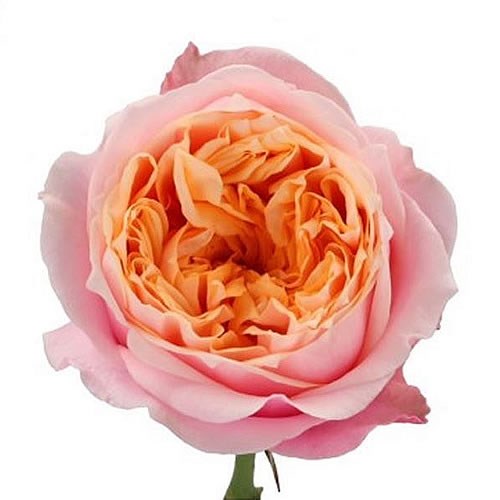 ROSE NOTTING HILL 70cm | Wholesale Dutch Flowers & Florist Supplies UK