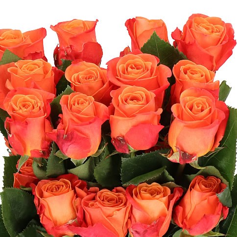 ROSE ORANGE CRUSH (ECUADOR LARGE HEADS) 60cm | Wholesale Dutch Flowers ...