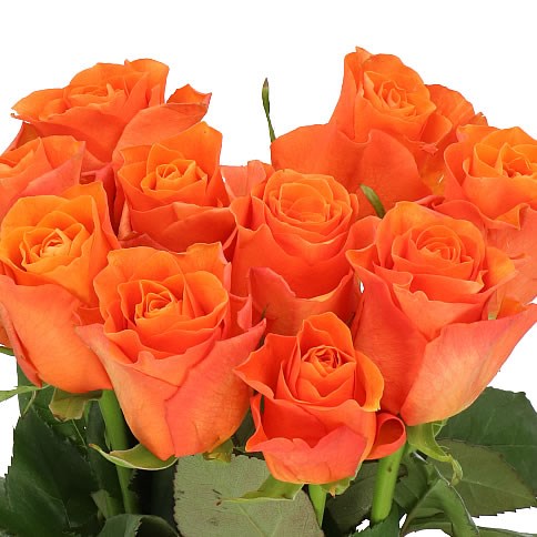 ROSE ORANGE WAVE 50cm | Wholesale Dutch Flowers & Florist Supplies UK
