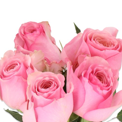 ROSE PINK WAVE 50cm | Wholesale Dutch Flowers & Florist Supplies UK