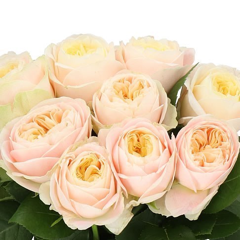 ROSE PRISCILLA 60cm | Wholesale Dutch Flowers & Florist Supplies UK