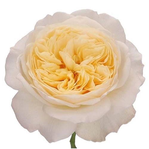 ROSE ROYAL PARK 60cm | Wholesale Dutch Flowers & Florist Supplies UK