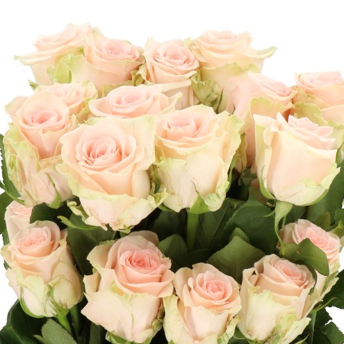 Rose Salma Ecuador Large Heads Cm Wholesale Dutch Flowers Florist Supplies Uk