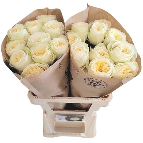 ROSE SHADES OF WHITE 60cm | Wholesale Dutch Flowers & Florist 