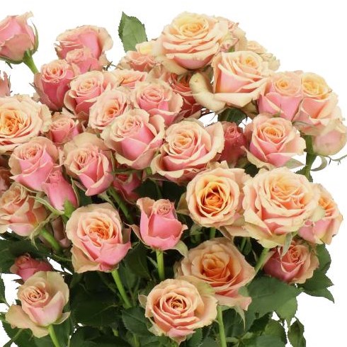 ROSE SPRAY ANTIQUA (SMALL HEADS) 40cm | Wholesale Dutch Flowers ...