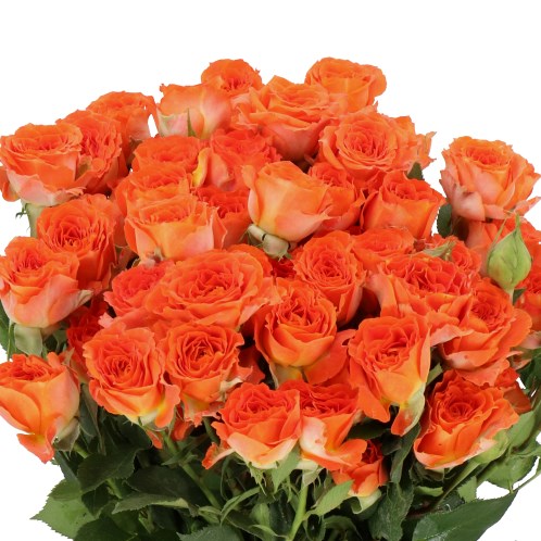 ROSE SPRAY ARIYA 50cm | Wholesale Dutch Flowers & Florist Supplies UK