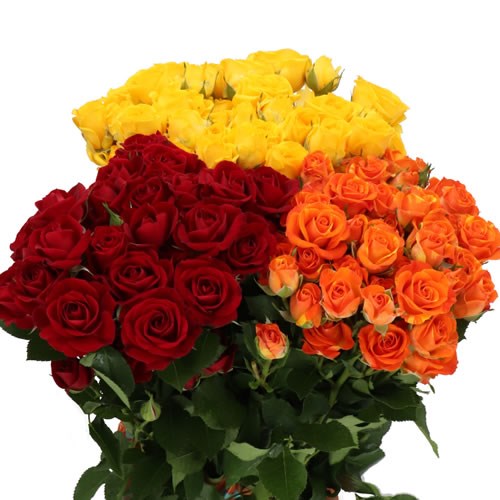 ROSE SPRAY AUTUMN MIX (SMALL HEADS) 50cm | Wholesale Dutch Flowers ...