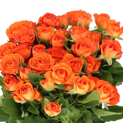 ROSE SPRAY BABE 50cm | Wholesale Dutch Flowers & Florist Supplies UK