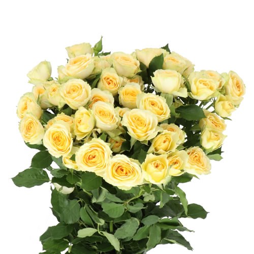 ROSE SPRAY BANDOLERO 60cm 5+ | Wholesale Dutch Flowers & Florist ...