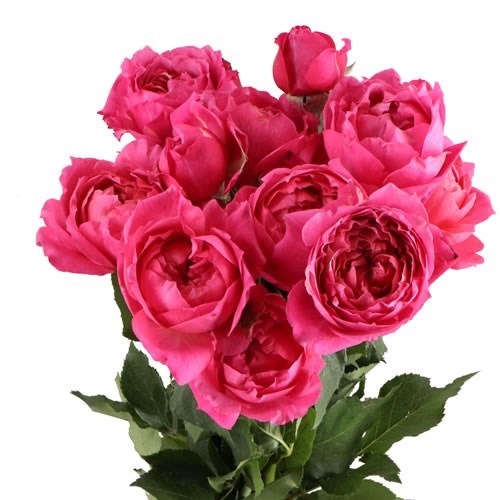 ROSE SPRAY CERISE JULIETTA 70cm | Wholesale Dutch Flowers & Florist ...