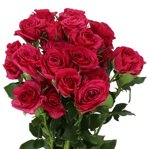 ROSE SPRAY CHEYENNE 50cm | Wholesale Dutch Flowers & Florist Supplies UK