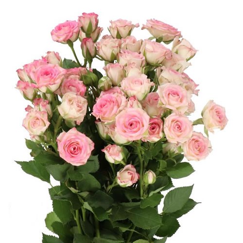 ROSE SPRAY CREAMY TWISTER (SMALL HEADS) 40cm | Wholesale Dutch Flowers ...