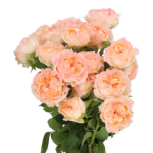 ROSE SPRAY DANCING FLOW 50cm | Wholesale Dutch Flowers & Florist ...