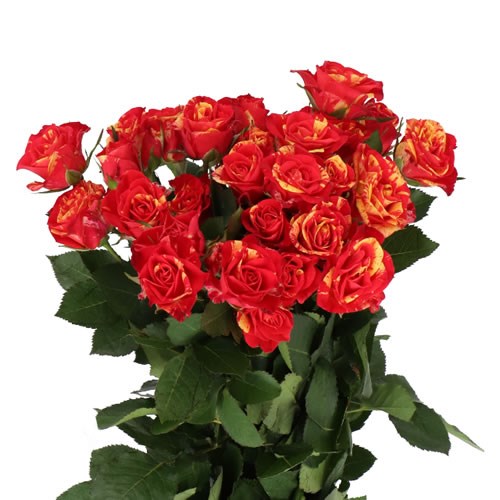 ROSE SPRAY FIRE FLASH 50cm | Wholesale Dutch Flowers & Florist Supplies UK