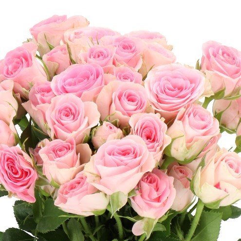 ROSE SPRAY GOOD MOOD (SMALL HEADS) 40cm | Wholesale Dutch Flowers ...