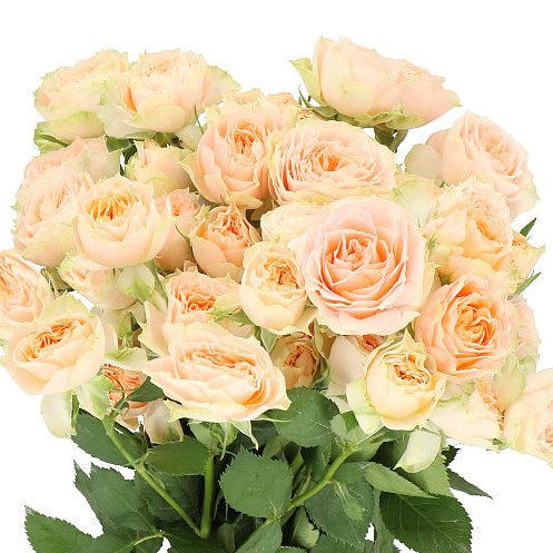 ROSE SPRAY HOLLY 70cm | Wholesale Dutch Flowers & Florist Supplies UK