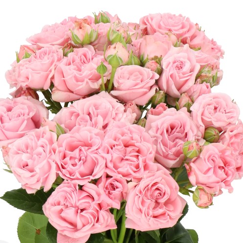 ROSE SPRAY PINK FLOW 60cm | Wholesale Dutch Flowers & Florist Supplies UK