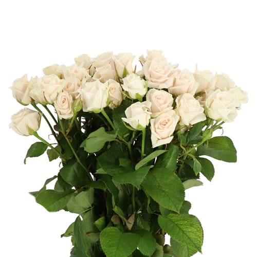 ROSE SPRAY ROYAL PORCELINA 60cm | Wholesale Dutch Flowers & Florist ...