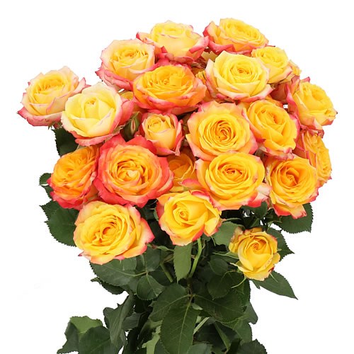 ROSE SPRAY TAHITI 50cm | Wholesale Dutch Flowers & Florist Supplies UK