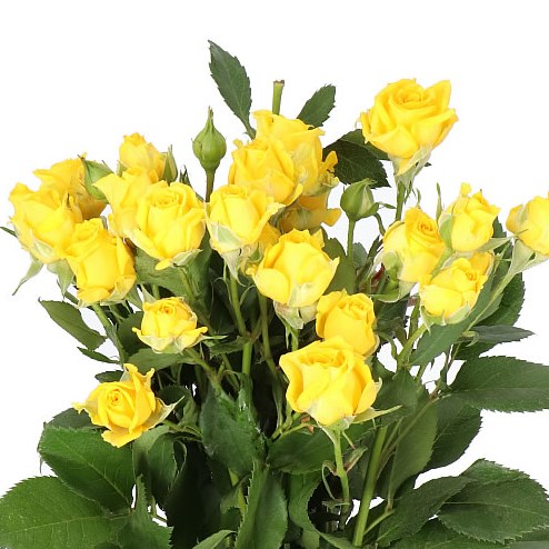 ROSE SPRAY TARANTELLA 50cm | Wholesale Dutch Flowers & Florist Supplies UK