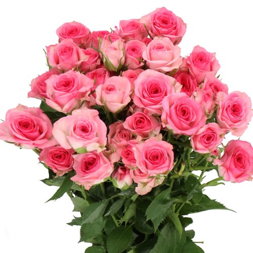 ROSE SPRAY TRALALA (V SMALL) 40cm | Wholesale Dutch Flowers & Florist ...