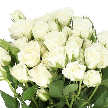 ROSE SPRAY VIVIANE 40cm | Wholesale Dutch Flowers & Florist Supplies UK