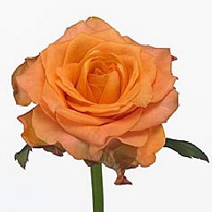 ROSE TWILIGHT 40cm | Wholesale Dutch Flowers & Florist Supplies UK