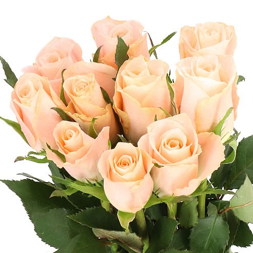 ROSE VALERIE 50cm | Wholesale Dutch Flowers & Florist Supplies UK