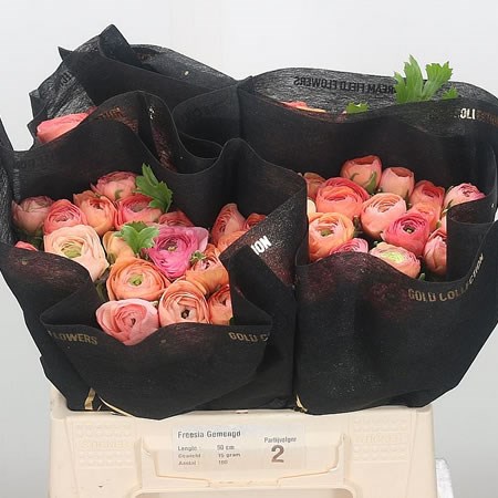 Ranunculus Elegance Salmon Super 38cm