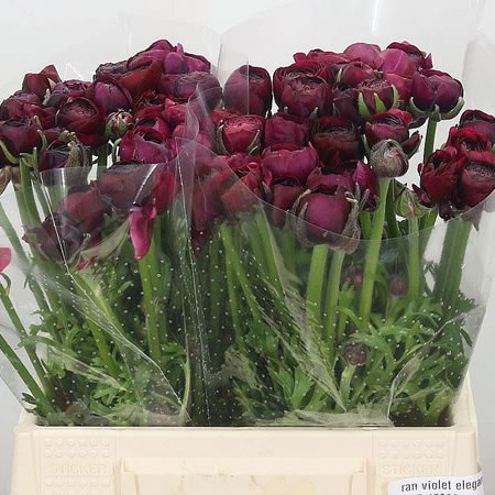 Ranunculus Elegance Violet 40cm | Wholesale Dutch Flowers & Florist ...