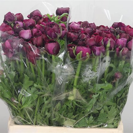 Ranunculus Elegance Violet 42cm | Wholesale Dutch Flowers & Florist ...