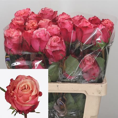 Rose Twilight (Ecuador) 50cm  Wholesale Dutch Flowers & Florist Supplies UK